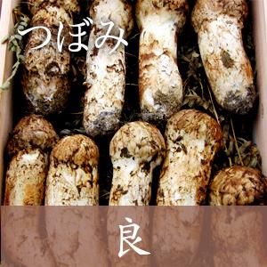 信州産 松茸 つぼみ 9/11収穫 230ｇ