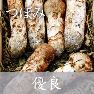 国産松茸 岩手県三陸から産地直送の新鮮な松茸