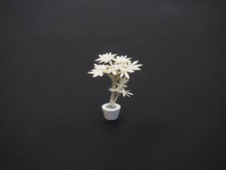 観葉植物　パキラ（白）【小】