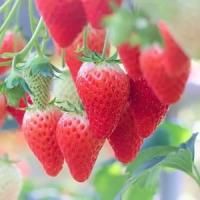 <img class='new_mark_img1' src='https://img.shop-pro.jp/img/new/icons5.gif' style='border:none;display:inline;margin:0px;padding:0px;width:auto;' />(ɱ)2ѥå 곫εŤʽʪ10åȸ