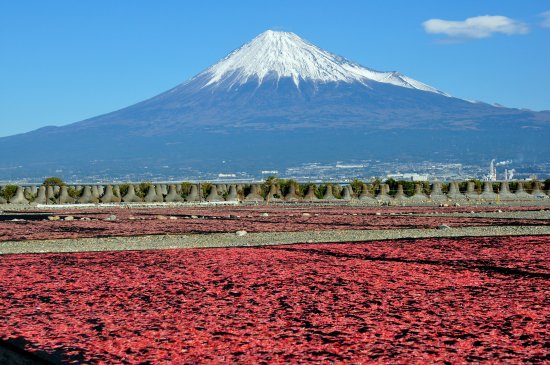 駿河湾産天日干し桜えび 小】 - 曽我漬の増田屋本店</br>