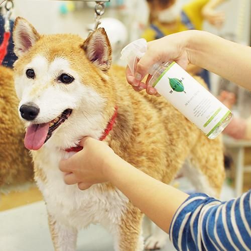 シャンプー wakaba 自然派シャンプー 250ml＋詰替え2000mlセット｜大丸