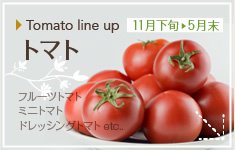 Tomato line up トマト 11月下旬 5月末 フルーツトマト ミニトマト ドレッシングトマトetc..