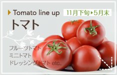 Tomato line up 11月下旬〜5月末 トマト フルーツトマト ミニトマト ドレッシングトマト etc.