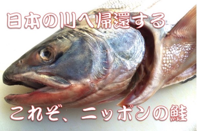 伝統の国産秋鮭