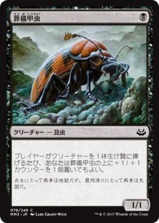 葬儀甲虫/Mortician Beetle