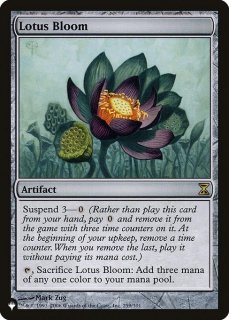 睡蓮の花/Lotus Bloom