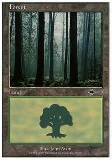 /Forest