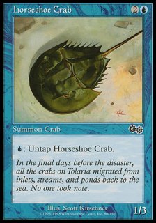 カブトガニ/Horseshoe Crab
