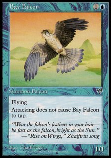 入り江の鷹/Bay Falcon