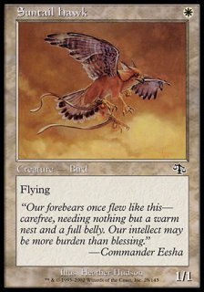 陽光尾の鷹/Suntail Hawk