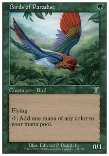 極楽鳥/Birds of Paradise