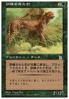 訓練された豹/Trained Cheetah