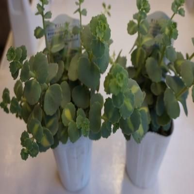 斑入りミセバヤ 多肉植物 フラワー 雑貨 アンティークの通販 Blanc Pur ブランピュア 斑入りミセバヤ 多肉植物 フラワー 雑貨 アンティークの通販 Blanc Pur ブランピュア