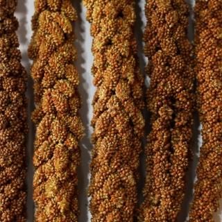 粟穂 赤粟穂 フランス産 2キロ 少な