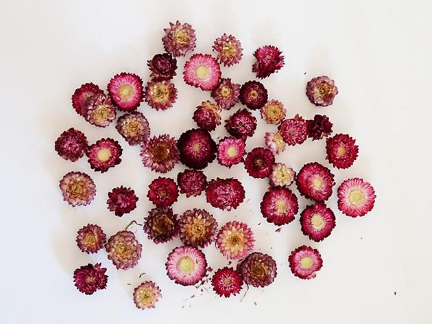 ドライ・パープルヘリクリサム(ムギワラギク)フラワーヘッド 30g 花径 約3-5cm