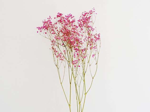 ドライ・カスミ草 PINK 12g 約40-50cm