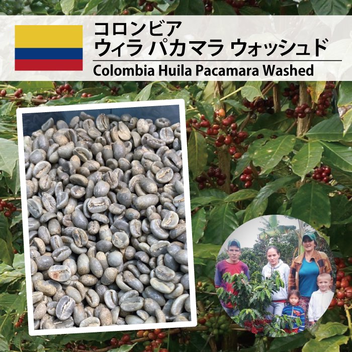 【2月超特価】コロンビア ウィラ パカマラ ウォッシュド（Colombia Huila Pacamara Washed）