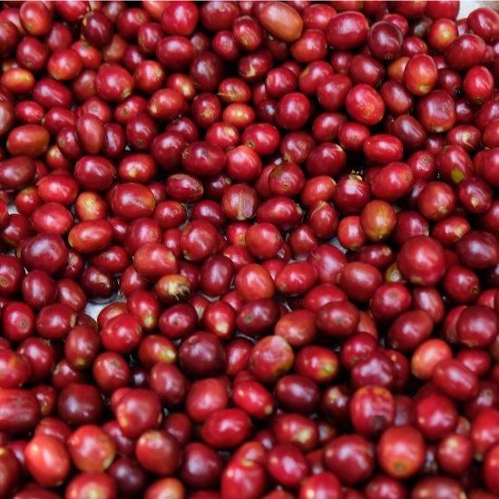 エチオピア シダモG1 タデGG農園 ナチュラル(Ethiopia SidamoG1 エチオピア シダモG1 タデGG農園 ナチュラル(Ethiopia SidamoG1