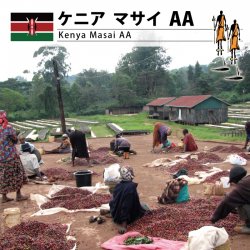 【３月特売】 ケニア マサイ ＡＡ（Kenya Masai  AA）