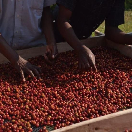 ウガンダ カセセ ムブク ナチュラル（Uganda Kasese Mubuku