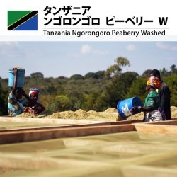 [Ĥ鷺] 󥶥˥  󥴥󥴥  ԡ٥꡼  åɡTanzania Ngorongoro Peaberry Washed