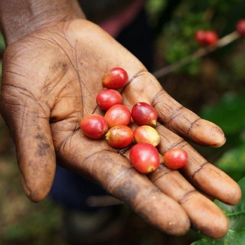 レアなUCCジャマイカ農園、本物生豆珈琲30キロ入れ木樽、素敵な珈琲専用テーブル レアなUCCジャマイカ農園、本物生豆珈琲30キロ入れ木樽、素敵な