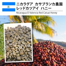 [Ĥ鷺] ˥饰  ֥  åɥĥ  ϥˡNicaragua Casa Blanca Red Catuai Honey