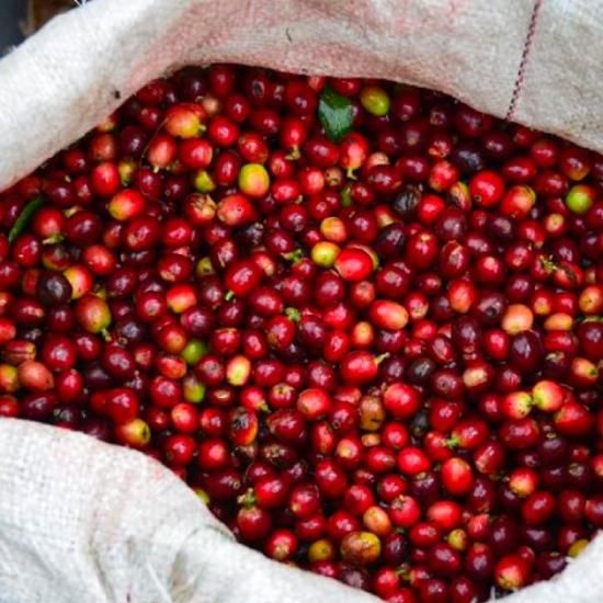 コロンビア クラシック・ウィラ - 松屋珈琲〜コーヒー生豆通販専門店の