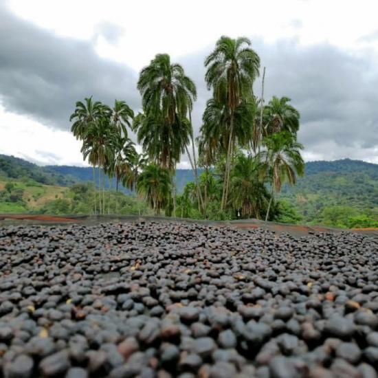 エチオピア イルガチャフィG1|アナエロビック・ナチュラル - 松屋珈琲