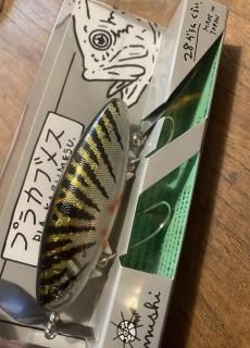 プラカブメス ヒメギフシャッド