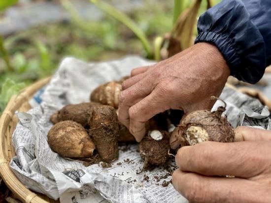農薬・化学肥料不使用】の里芋(子宝）1kg - 農業生産法人 株式会社アグリード