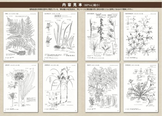 図解 九州の植物 上下巻