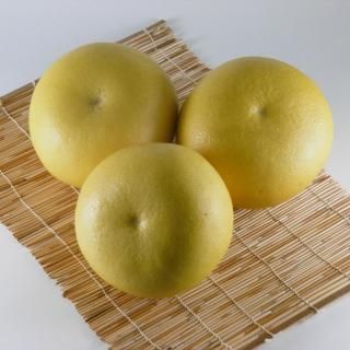 土佐文旦 10kg 大袋入り | 香り高い南国の味 - 鳴門わかめ・鳴門