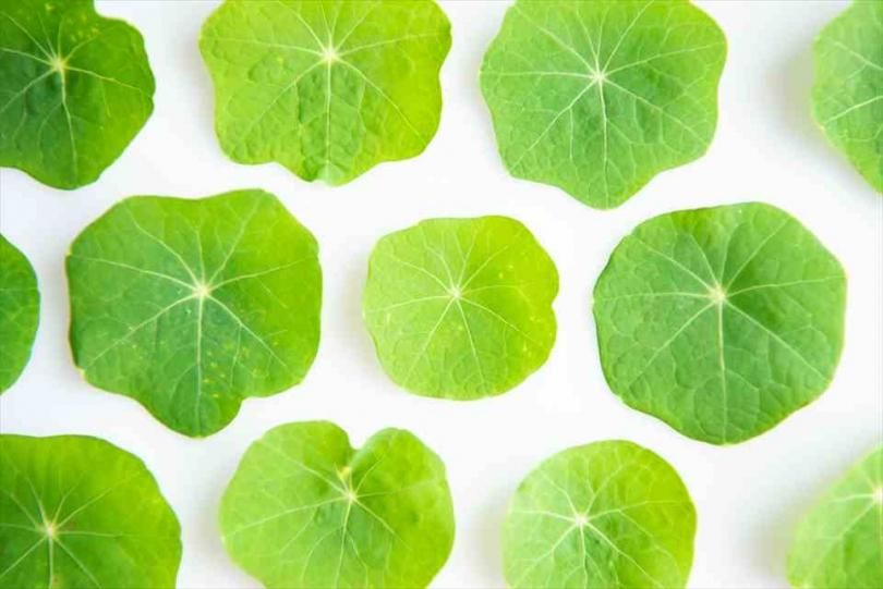 南蛮焼締　蓮葉形　蓮花蛙象嵌　掛け花生　合せ箱付　V　R7084 蓮「金輪蓮」「小三色」など開花 | 蘇山蓮園