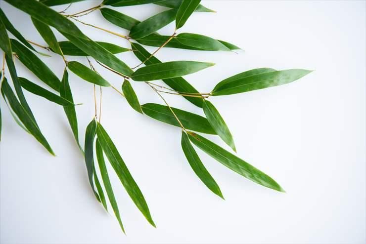 枝笹（長枝） えだささ（ながえだ） 30cm前後 - ＜公式サイト＞ 料理