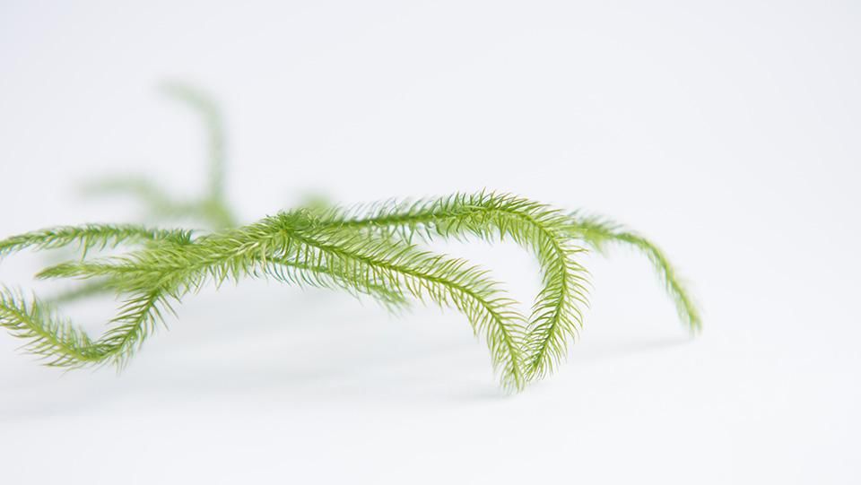 91734747_o4.jpg?cmsp_timestamp