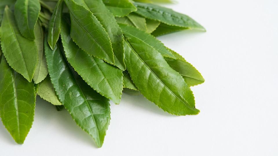 お茶の葉 おちゃのは 8cm前後 - ＜公式サイト＞ 料理あしらい専門店