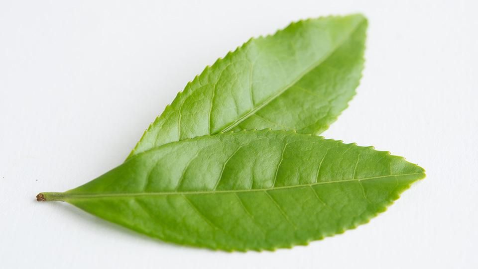 お茶の葉 おちゃのは 8cm前後 - ＜公式サイト＞ 料理あしらい専門店
