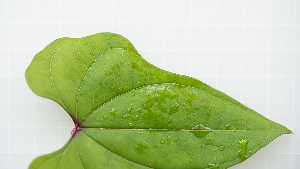 山芋の葉 やまいものは 7cm前後 - ＜公式サイト＞ 料理あしらい専門店