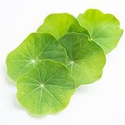 蓮の葉 金蓮葉 きんれんぱ 8cm前後 - ＜公式サイト＞ 料理あしらい専門店