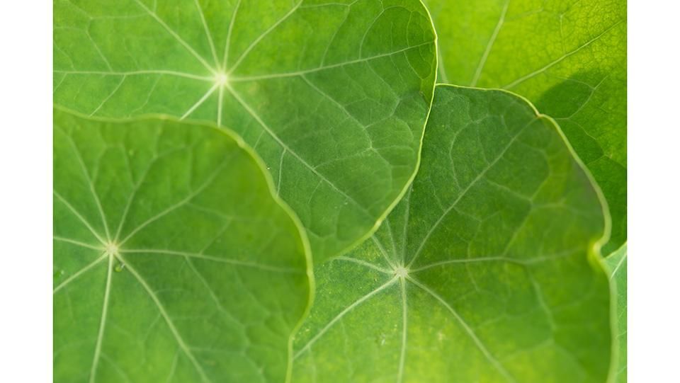 金蓮葉 きんれんぱ 8cm前後 - ＜公式サイト＞ 料理あしらい専門