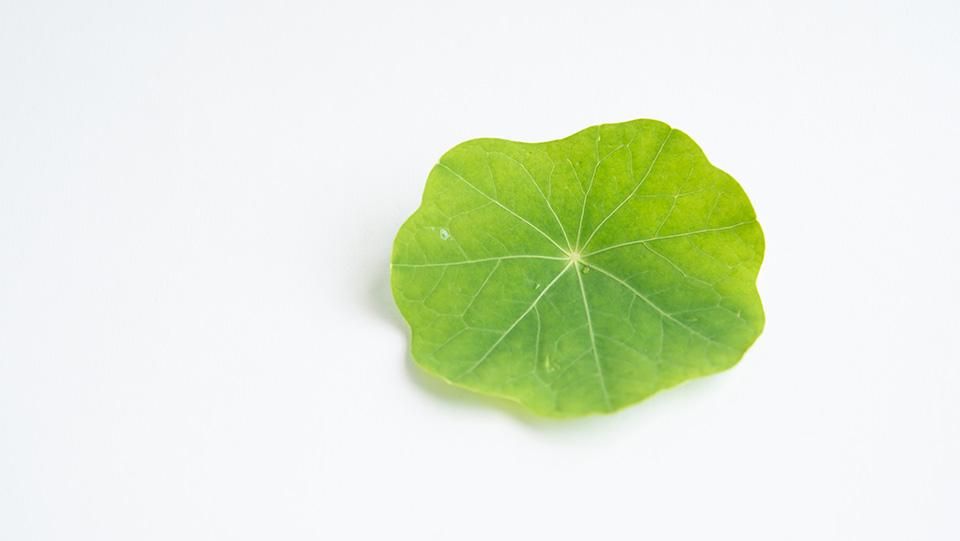 南蛮焼締 蓮葉形 蓮花蛙象嵌 掛け花生 合せ箱付 V R7084