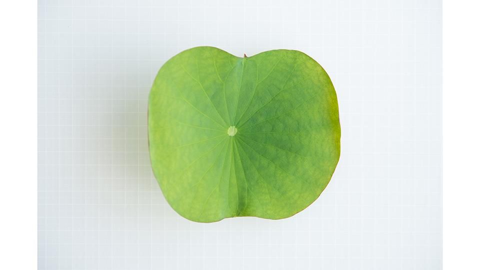 蓮の葉 はすのは 15㎝前後（他ｻｲｽﾞ有） - ＜公式サイト＞ 料理あしらい