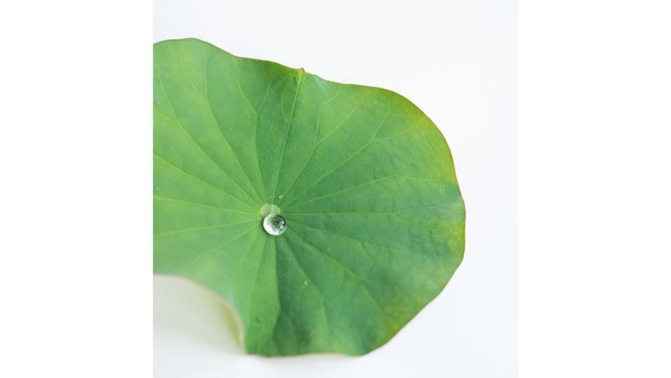 蓮の葉 はすのは 15㎝前後（他ｻｲｽﾞ有） - ＜公式サイト＞ 料理あしらい