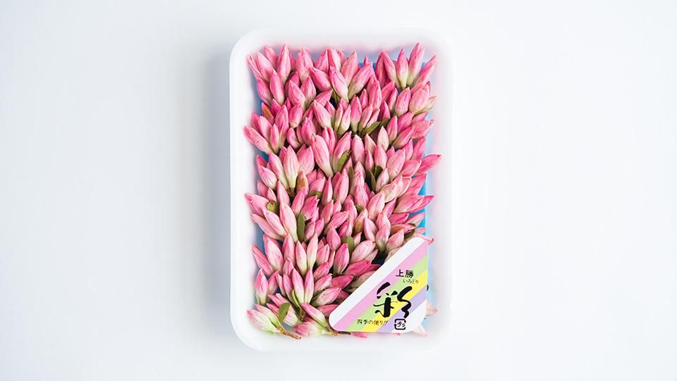 ピンクミツバツツジ【現品発送】管理70748 つつじ ( ﾋﾟﾝｸ ) 4cm前後