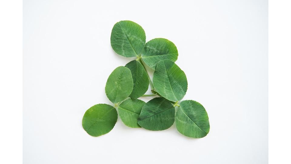 白詰草・クローバー しろつめくさ 6cm前後 - ＜公式サイト＞ 料理