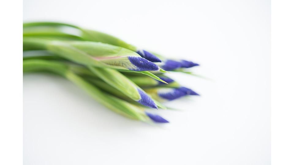 菖蒲の花 しょうぶのはな あやめのはな 料理の飾り 菖蒲の花 しょうぶのはな あやめのはな 料理の飾り