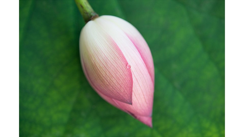 蓮の花(小) はすのはな 花弁 縦5cm×横4cm前後 - ＜公式サイト＞ 料理あしらい専門店 - 五色.com