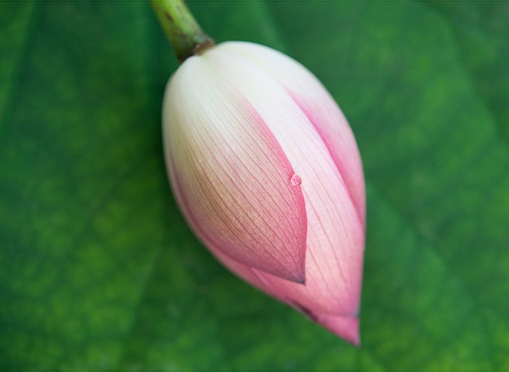 蓮の花(小) はすのはな 花弁 縦5cm×横4cm前後 - ＜公式サイト＞ 料理